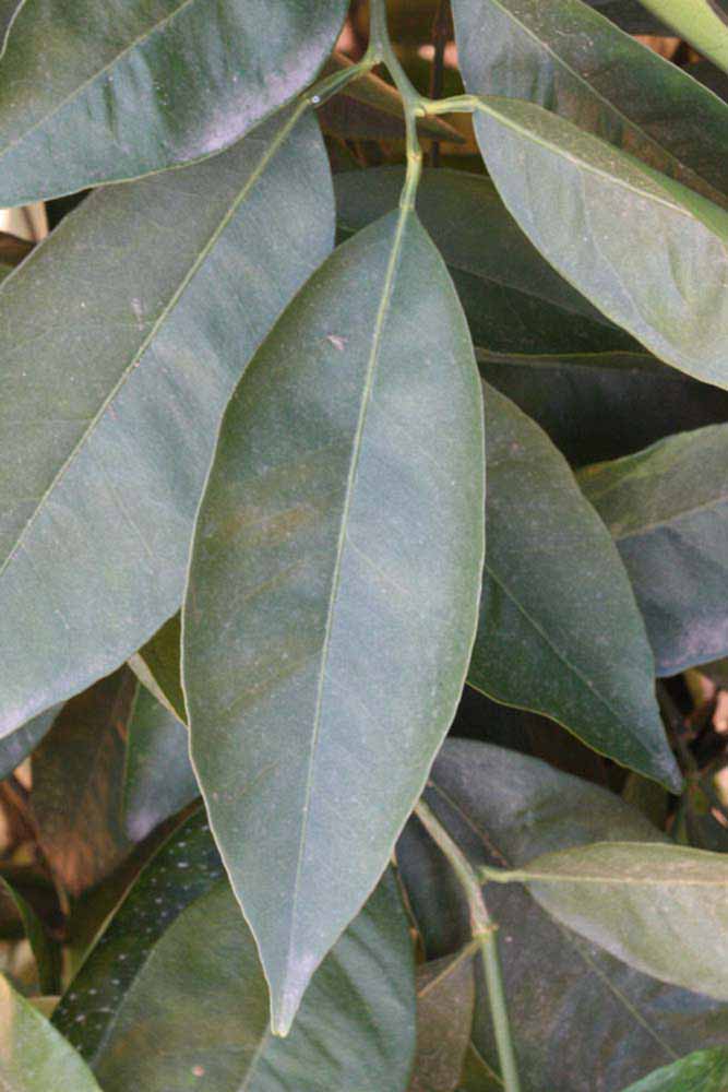              Unifoliate leaf (Riverside, CA)       